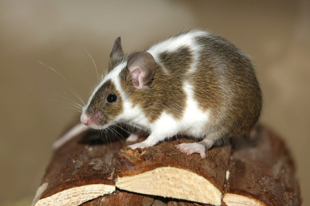 Farbmaus: Aussehen, Zucht, Herkunft | zooplus Magazin