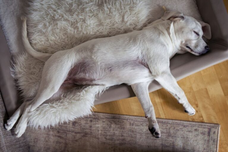 Gebärmutterentzündung beim Hund