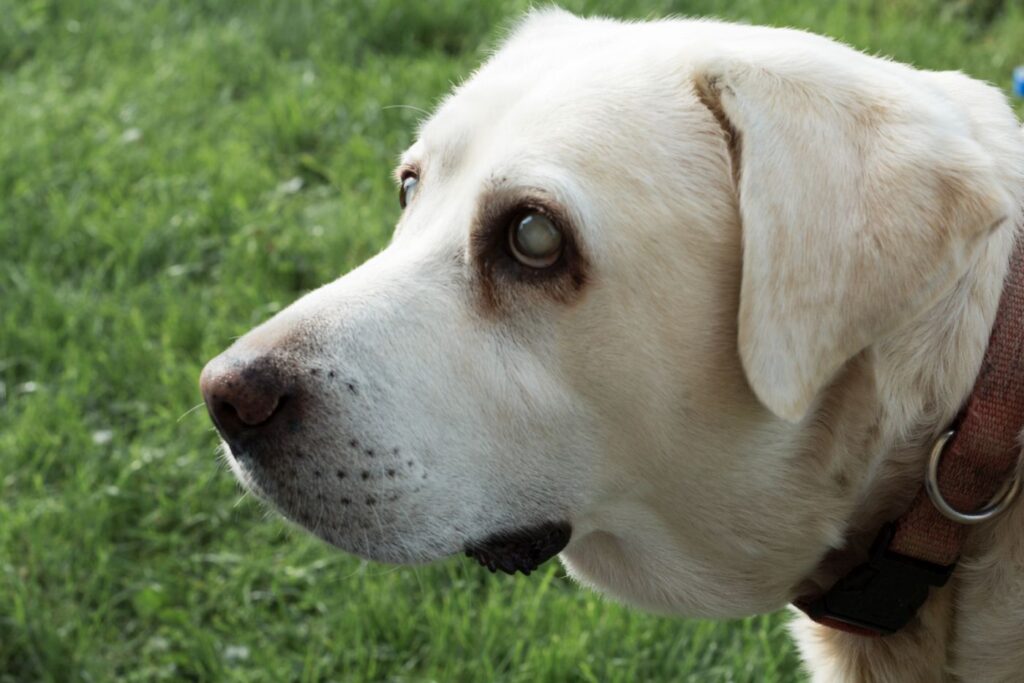 Grüner Star (Glaukom) beim Hund zooplus Magazin