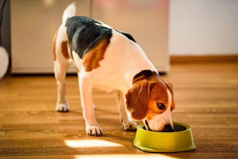 Hund mit Futtermittelallergie frisst Hundefutter