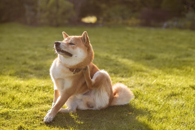 Flohspeichelallergie beim Hund löst Juckreiz aus