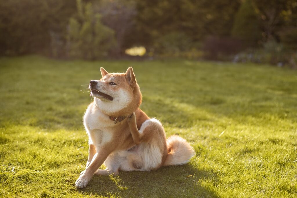 Hund mit Futtermittelallergie kratzt sich