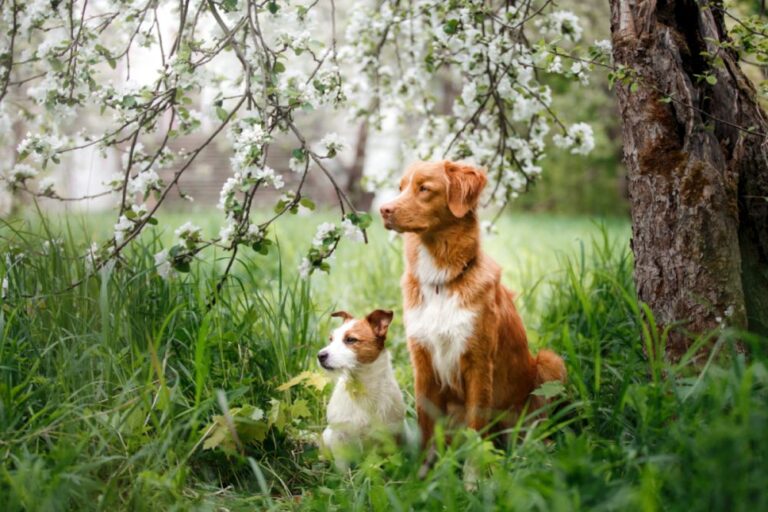 Hundemalaria Babesiose