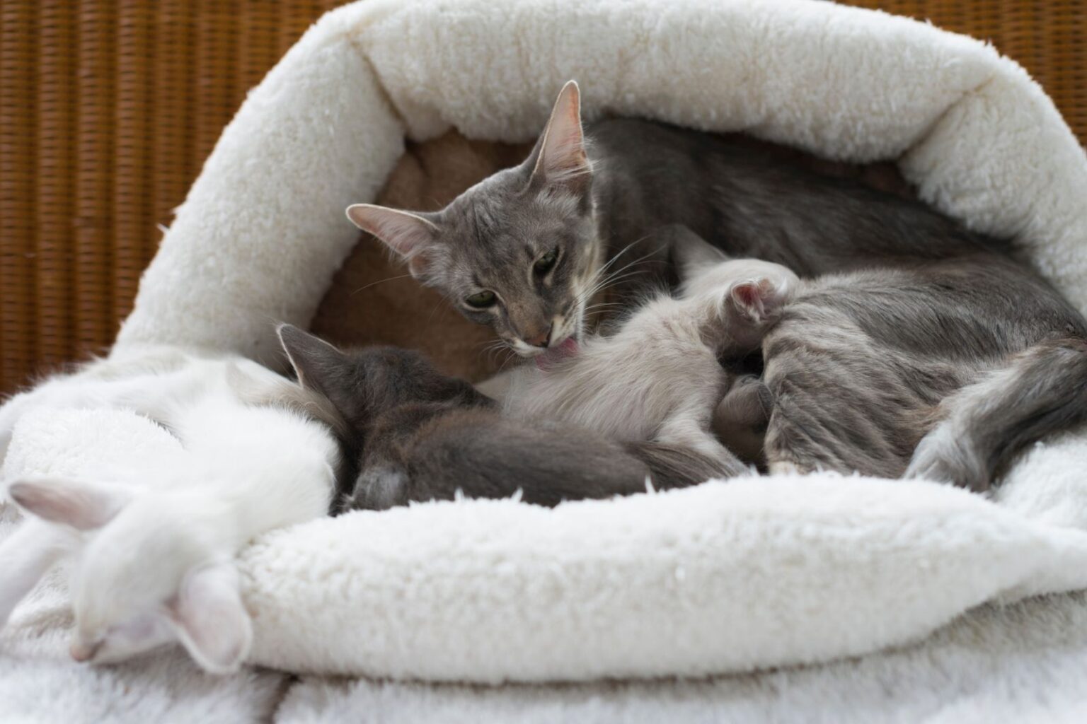 Katzen für Allergiker zooplus Magazin