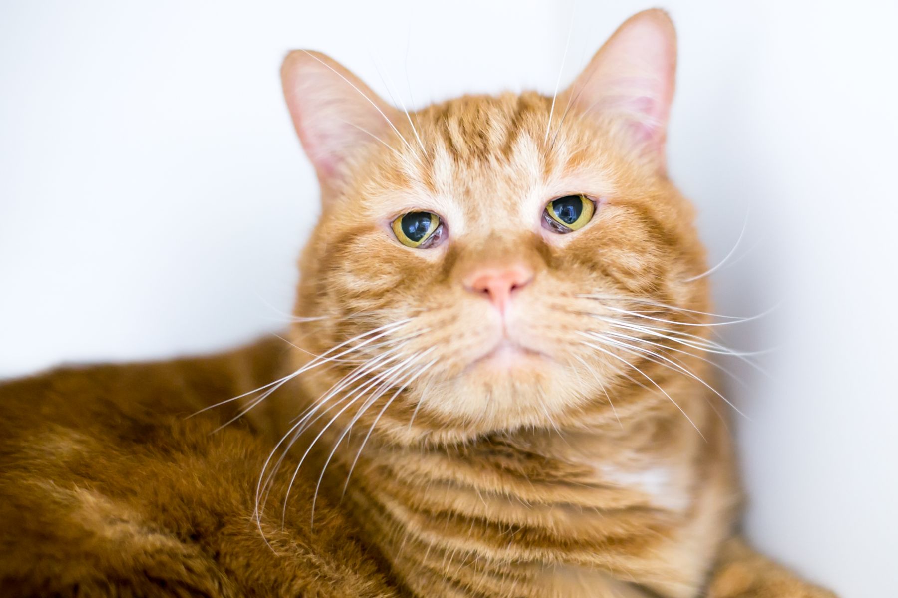 Nickhautvorfall bei der Katze Weiße Haut vor dem Auge zooplus