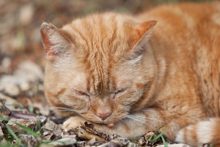 Warzen bei Katzen