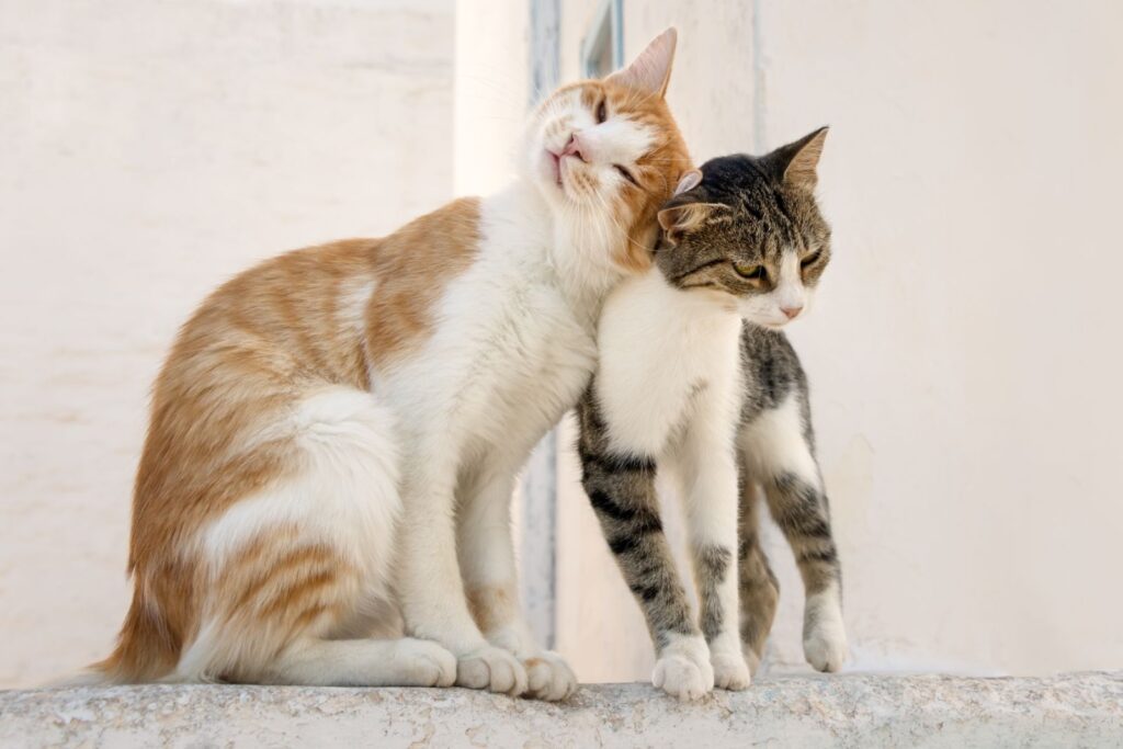 Katze mit Warzen steckt andere Katze durch Schmusen an Katze mit Warze ansteckend