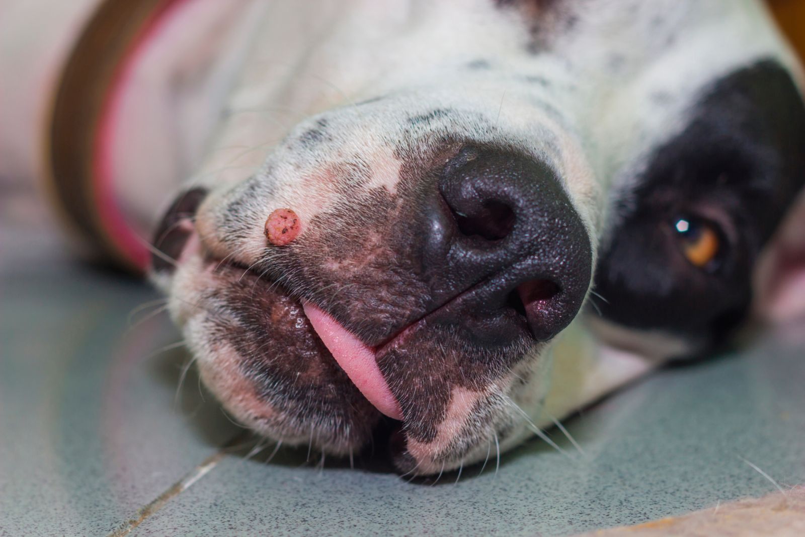 weiße warzen beim hund bilder