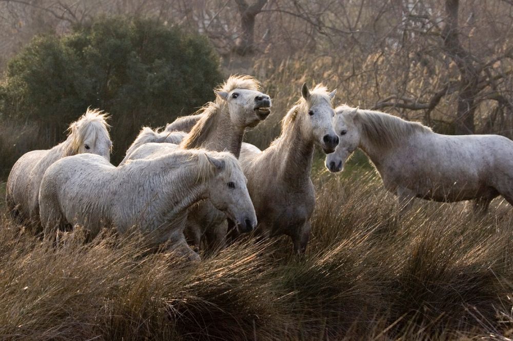 Wilde Camargue Pferde