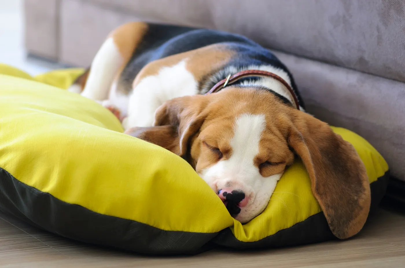 Hundebett als Grundausstattung f&uuml;r Hunde