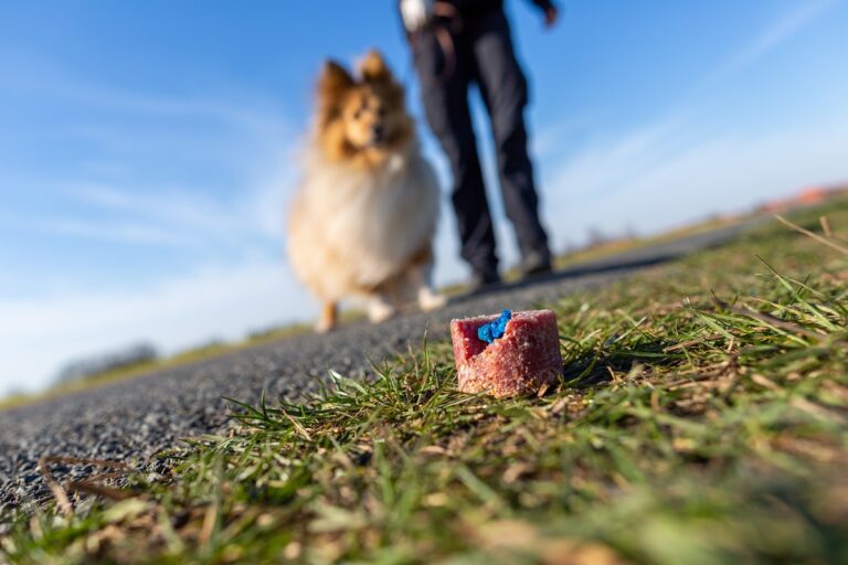 Gifköder für Hunde