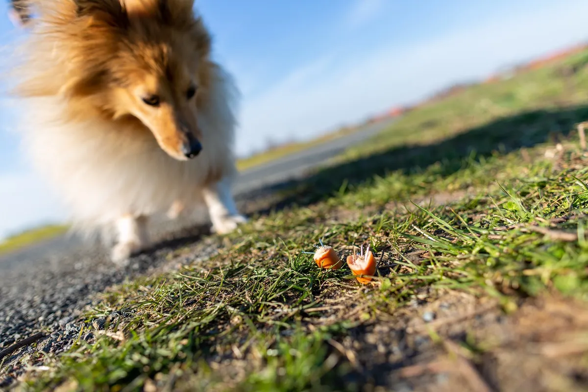 Giftköder Hund am Wegesrand