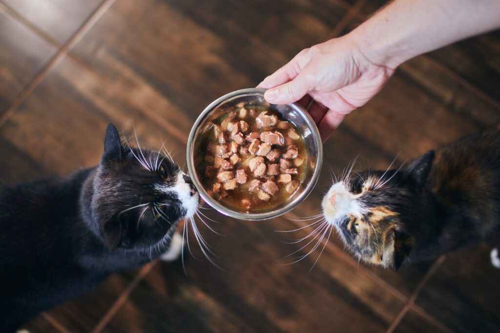 Zwei Katzen bekommen einen Napf mit Katzenfutter katzen werden gefüttert