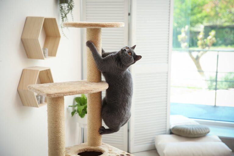 Kratzbaum als Grundausstattung für Katzen
