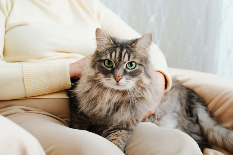 katzensitter streichelt katze