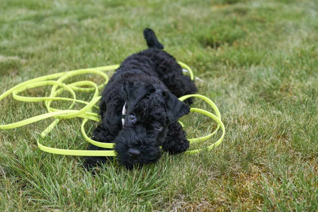 Kerry Blue Terrier Welpe