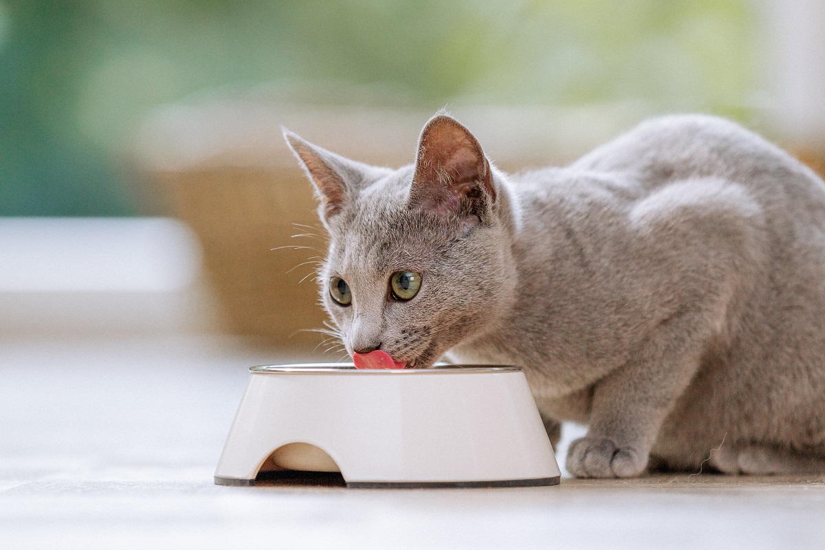 Futter und Näpfe gehören zur Grundausstattung für Katzen