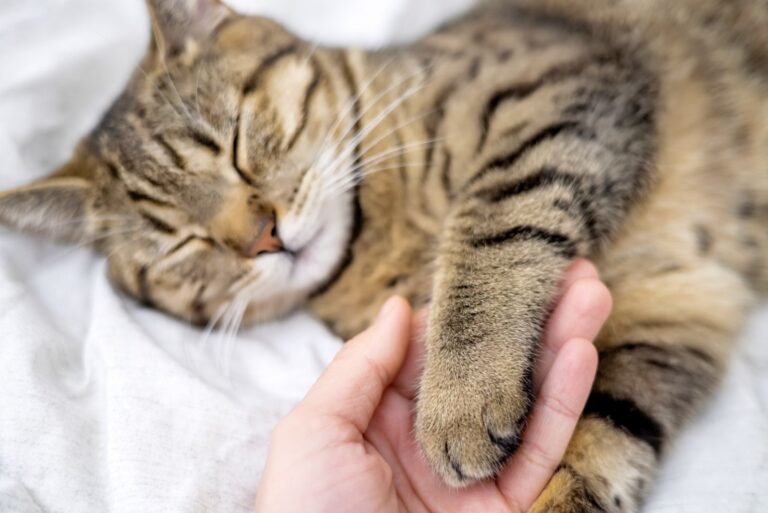 Anämie bei Katze Symptome