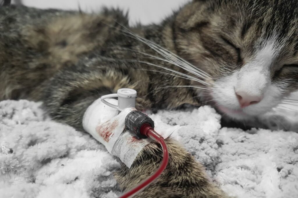 Wieviel Blut Hat Eine Katze www.zooplus.de