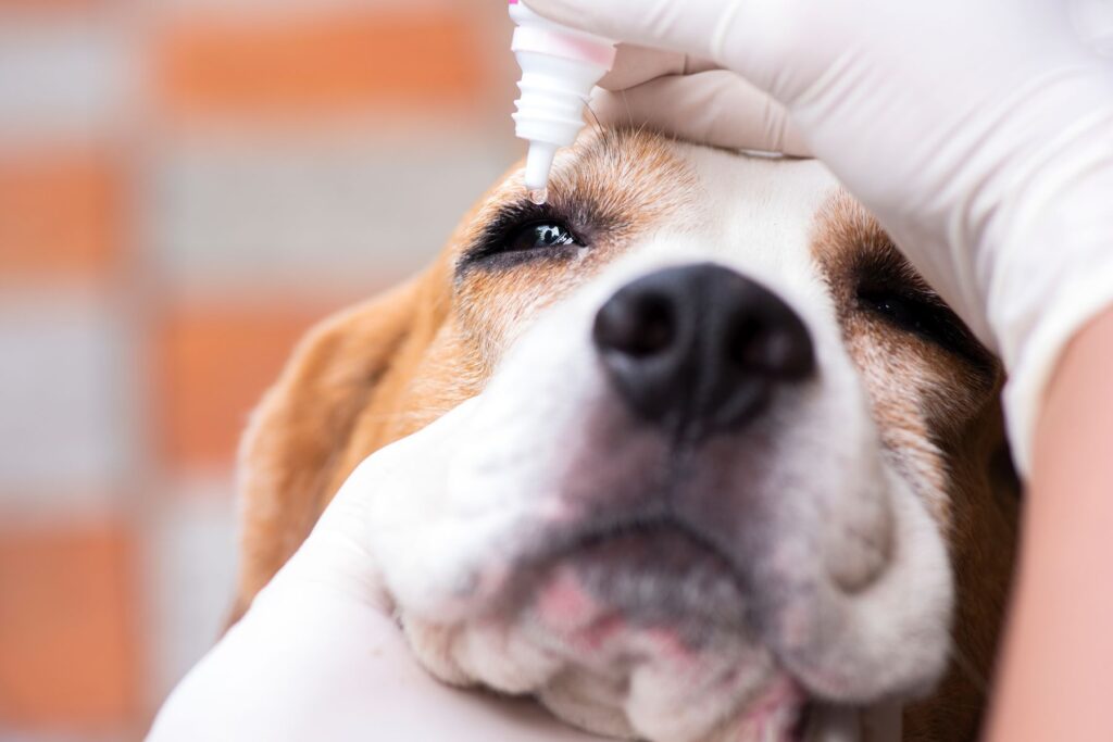 Cherry Eye-Behandlung nach OP