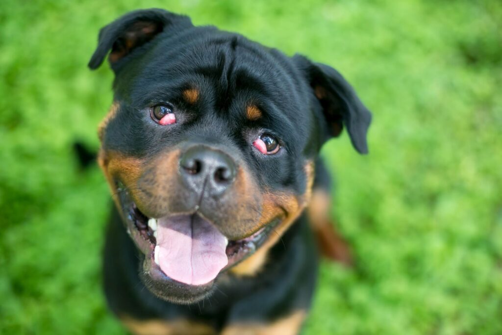 Cherry Eye beim Rottweiler