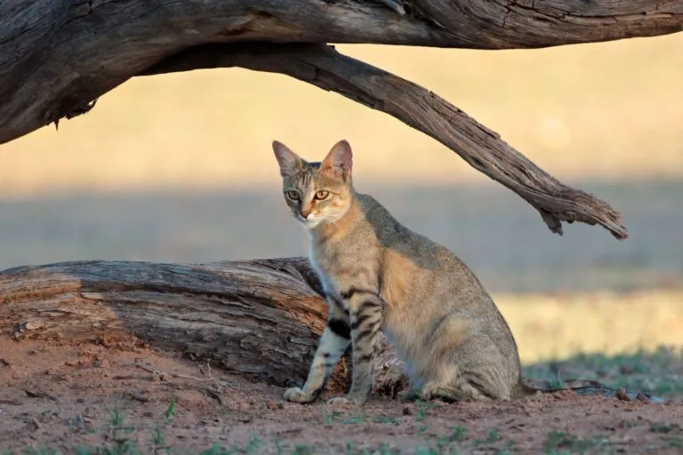 Falbkatze