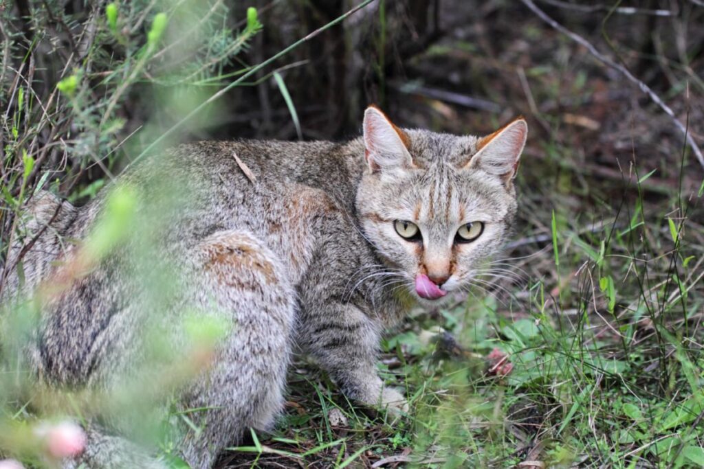 Afrikanische Wildkatze blickt in Kamera Falbkatze Charakter