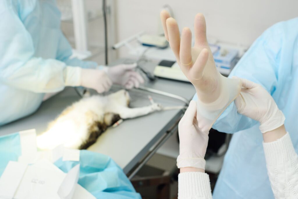 Sterilizacija mačke z vnetjem maternice