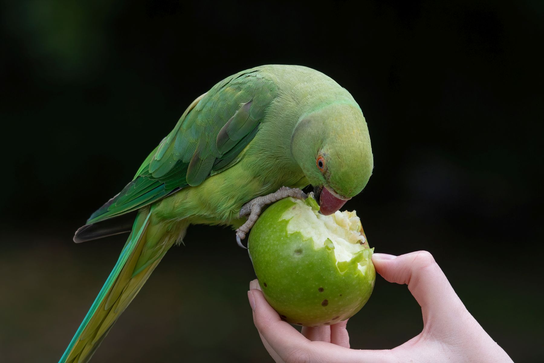 Halsbandsittich Ernährung