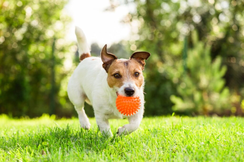 Hund Kotfressen abgewöhnen