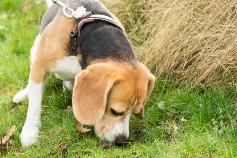 Hund Frisst Kot Ursachen Risiken Tipps Zooplus Magazin