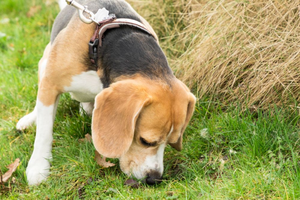 Hund frisst Kot Ursachen, Risiken & Tipps zooplus Magazin