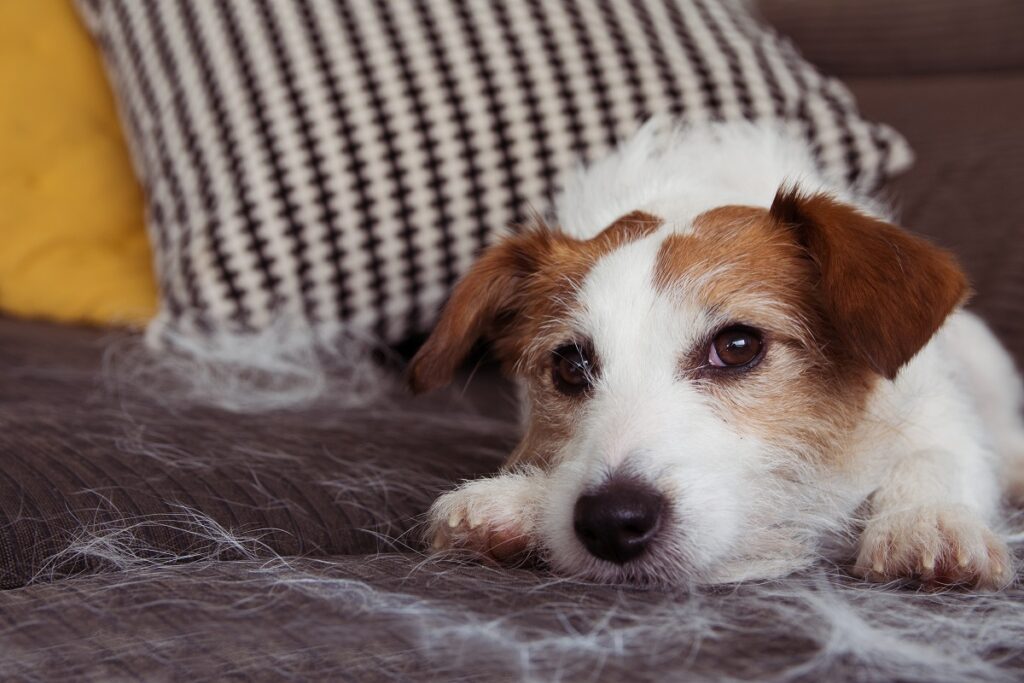 Hundehaare auf der Couch