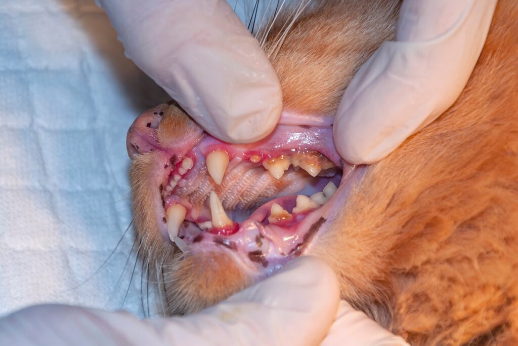 Katze mit Zahnfleischentzündung und Zahnstein beim Tierarzt mangelnde Zahnpflege bei Katzen führt zu Zahnrpoblemen