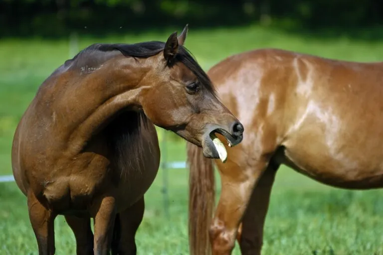 Pferd mit Pferdegrippe hustet