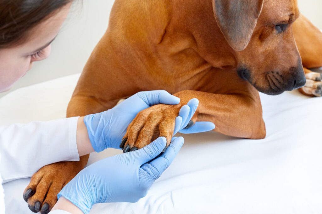 Pododermatitis Untersuchung beim Tierarzt