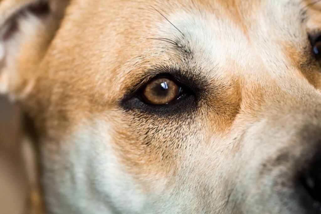 Nahaufnahme Vibrissen an Hundeaugenbraue Vibrissen an Hundeaugenbraue