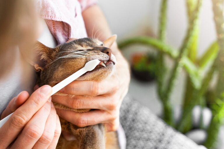 Zahnpflege bei Katzen