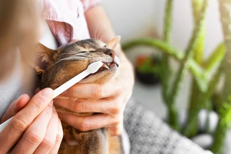 Zahnpflege bei Katzen