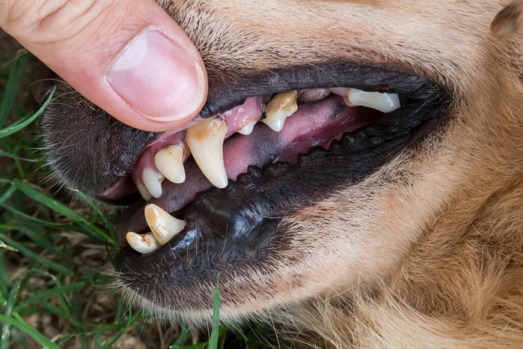 Ein Hund leidet unter Zahnstein. Zahnstein beim Hund