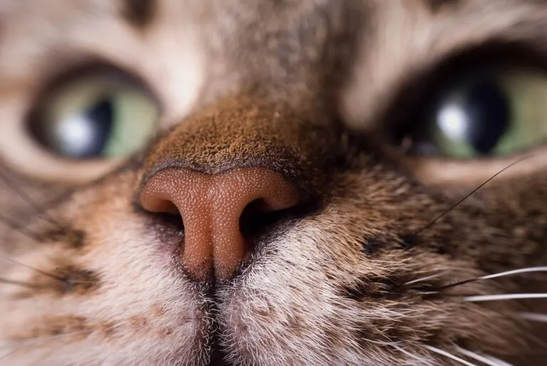 Katze trockene Nase