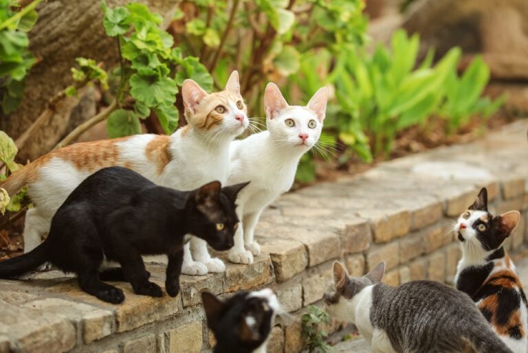 verschiedene Fellbarben und Fellmusterung bei Katzen