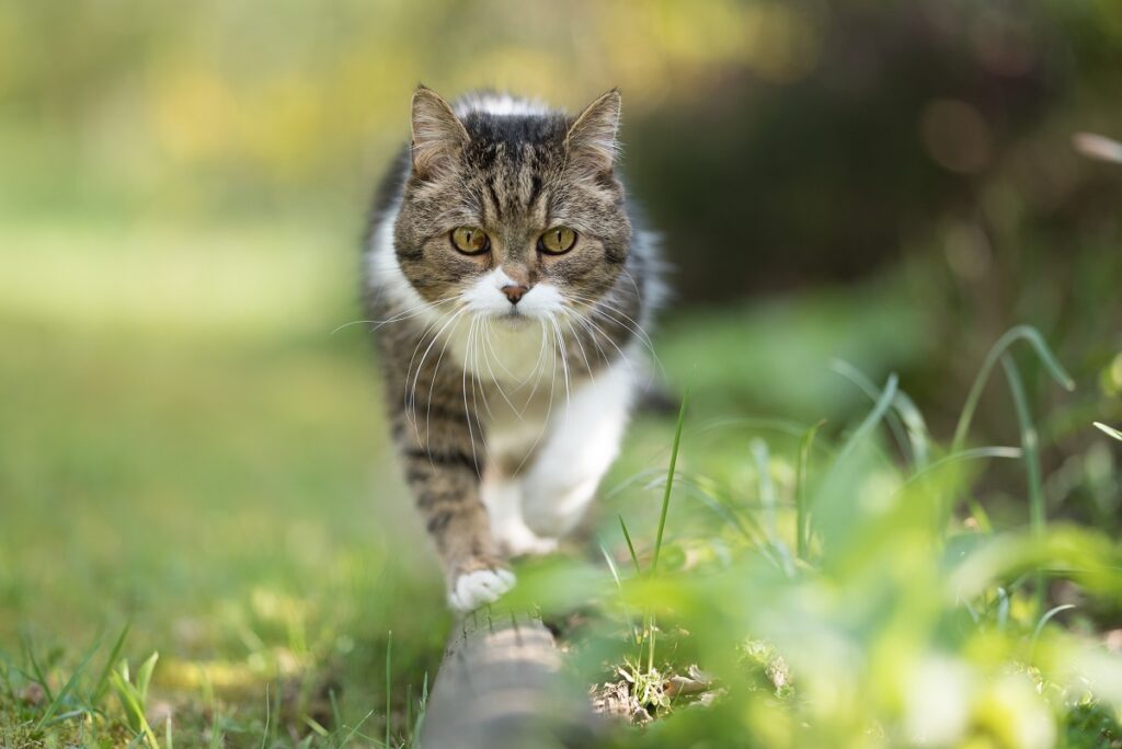 Katze balanciert über einen Baumstamm Schnurrharre helfen Katzen bei der Orientierung