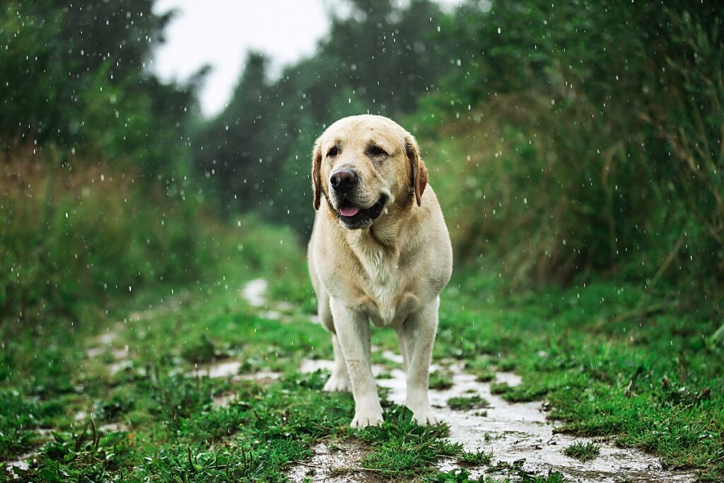 Ein Hund läuft im Regen. Hund stinkt wegen Regenwetter