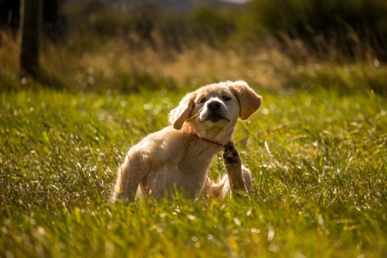 Grasmilben beim Hund lösen Juckreiz aus