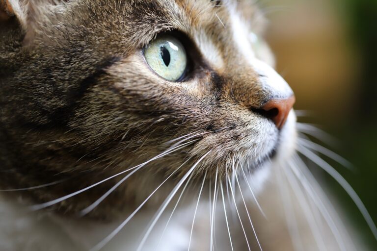 Nahaufnahme der Schnurrhaare bei einer Katze Schnurrhaare Katze Nahaufnahme