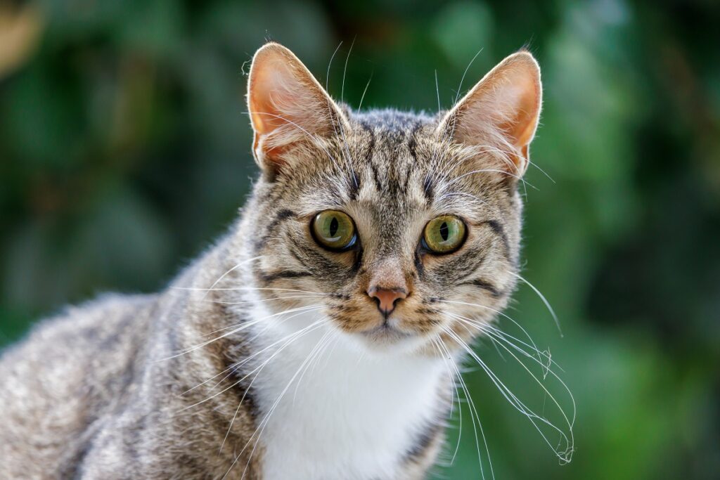 Schnurrhaare bei der Katze Schnurrhaare Katze