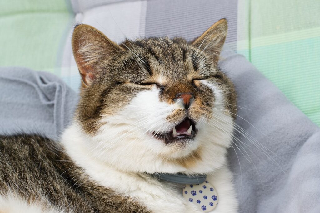 Katze hat Nasenausfluss Katze mit trockener Nase und Nasenausfluss