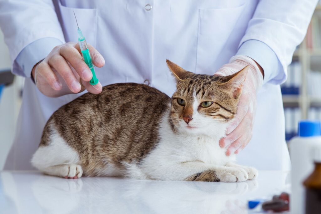 Impfung gegen Felines Calicivirus