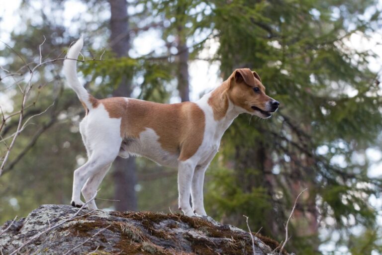 Dänisch Schwedischer Hofhund